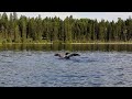 loon dance