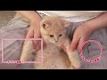 目薬さされてしょんぼりする子猫はこちらです ^^ ‖ ブリティッシュショートヘア ‖