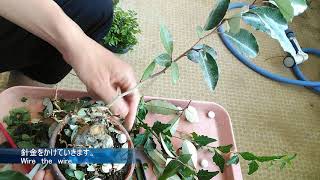 寒グミ３号（葉刈り）_Elaeagnus pungens（No.3）Remove leaves_Jun2019__BONSAI盆栽