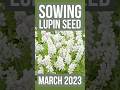 How to #sow #Lupin #seeds 🌱 in March #sowingseeds #plants #gardening #garden #gardeningtips #howto