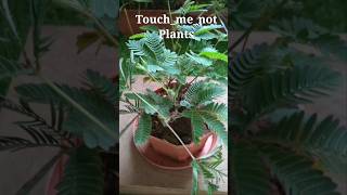 আমার ছাদের টবে লজ্জাবতী গাছ, Touch_me_not plants #shorts #lojjaboti  #plantshorts #touchmenotplant