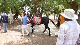 ग्राम     -दिदोल में मामा के यहां चौक दसटोन  कार्यक्रम में गांव में झूला चांगेर फिरते हुए।