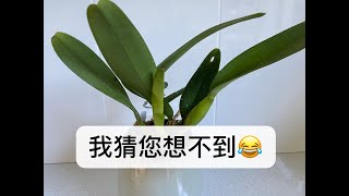 【20154】透明花盆带来的意外，给三棵卡特兰换盆 //静姐说花341