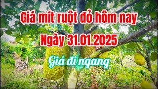 Giá mít ruột đỏ hôm nay ngày 31.01.2025 (mùng 3 tết): giá ổn định