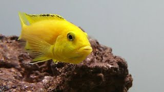 Electric yellow lab cichlid Labidochromis Caeruleus Malawi care guide