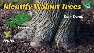 How to Identify Walnut Trees | How to Identify a Black Walnut Tree | What Do Walnut Trees Look Like?