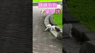 公園遇見可愛小狗狗🐶要上階梯時 先自轉一圈後跳🤣🤣🤣 #珠珠日常生活記錄