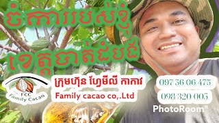 ដំណាំកាកាវ (cacao at battambong) ទៅពិនិត្យ នឹងរឿងអោយបងប្អូនដឹងអំពីរដូវក្តៅ 0973606475 /098320005