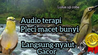 Audio terapi pleci - pleci macet langsung gacor