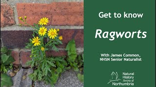 Get to Know Ragworts