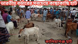 আজ ১৪ সেপ্টেম্বর মঙ্গলবার || ভারতীয় বর্ডার সংলগ্ন কালিয়াগঞ্জ হাট থেকে ছোট ছোট ষাঁড় ও বকনা গরুর দাম