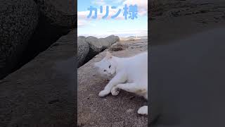 港のボス猫カリン様‼️しっぽブンブン後ろ足蹴り蹴り #shorts