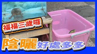 【蛋龜麝香龜】水龜日常生活260~福福三歲囉 陰曬好處多多~