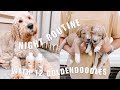 MY NIGHT ROUTINE WITH 12 GOLDENDOODLES