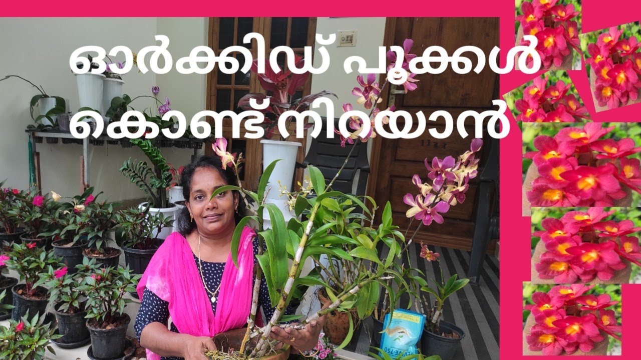 Orchid Potting And Care/how To Pot Orchid/how To Grow Orchid - YouTube