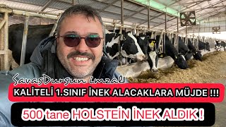 KALİTELİ 1.SINIF İNEK ALACAKLARA MÜJDE ! 500 tane HOLSTEİN İNEK ALDIK ! #sütineği #gebedüve #inek