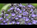 how to grow ajuga reptans bugleweed a perennial flower and fast growing ground cover