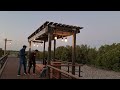 abu dhabi crab mangrove walk അബുദാബി കണ്ടൽ വനം