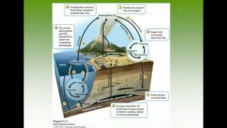 APES Chapter 3 - Ecosystem Ecology