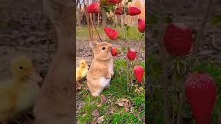cute Rabbit Strawberry,A beautiful moment #717 #shorts #short #shortsvideo #funny #viral #rabbit