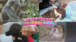 【動物園＆水族館 激かわベビーラッシュ！】今月生まれたばかりの可愛い動物の赤ちゃんが続々登場！おうちで動物園＆水族館！