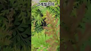 #은혜화훼판매장 #그레빌리아#그레빌레아