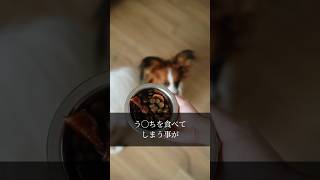 食糞についての相談。犬が自分のうんちを食べる説をいくつかお伝えします#保護団体 #spa齋藤 #悩み相談 #食糞 #保護犬 #犬