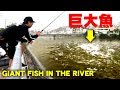 ドブ川で暴れる巨大魚を捕獲する方法 | How to catch a Giant Fish in muddy river in the city【KT】