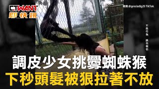 CTWANT 國際新聞 / 調皮少女挑釁蜘蛛猴　下秒頭髮被狠拉著不放