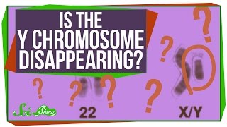 Is The Y Chromosome Disappearing