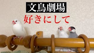 【爆笑】文鳥劇場　好きにして　#173