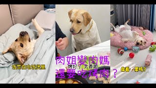 现在的狗脾气都这么大吗？惹不起！成人了，還叮囑我#拉布拉多犬 #拉布拉多 #神犬 #狗狗 #肉肉説了算