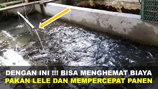 Cara Menghemat Biaya Pakan Lele Dan Mempercepat Panen Lele Di Kolam Budidaya | Ep 86  Perikanan