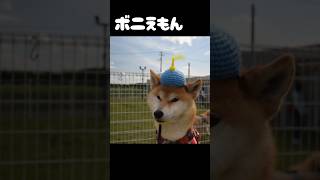 【タケコプター】ボニえもーん!! #shorts