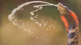 Top 10 Most Venomous Snakes in the World
