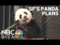 Sf Mayor's Plan To Bring Pandas To The City Faces Some Road Bumps