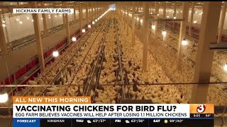 Arizona farmer's hopeful solution to the nationwide egg shortage