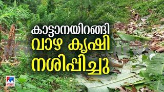 മയിലാടുംപാറയില്‍ കാട്ടാനയിറങ്ങി; വാഴകൃഷി നശിപ്പിച്ചു | Thrissur | Peechi | Wild Elephant