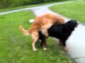 Hunde Sex