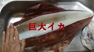 巨大イカの残骸を拾って食う