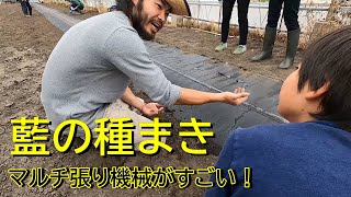 藍の種まき　機械を使ったマルチ張りがすごい！【和か(にこやか)農園】