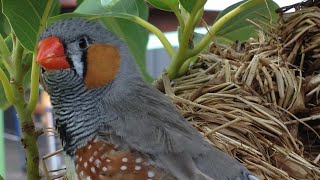 Zebra Finch Aviary Live (17102021 AM)