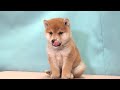 柴犬　no.151011　ペットショップ『ヒラマツケンネル』　の子犬