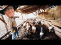 How Joel Salatin uses PIGS + Chickens to Fertilize his Farm