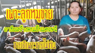 เลี้ยงหมูแม่พันธุ์ผลิตลูกหมูขุนขาย มีตลาดรองรับ รายได้ดีกว่าที่คิด