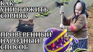 Про зубастика и как защищаться от него в PvZ GW 2. Гайд №2