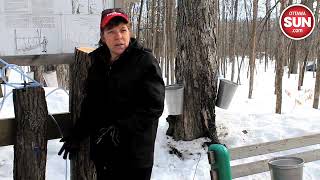 Maple syrup production low due to cold weather