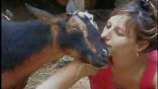 THE GOAT AND THE GIRL THE GOAT AND THE GIRL
