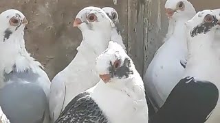 تشكيلة حمام اصطنبولي يصبحو على كل شخص صلى على رسول الله beautiful pigeons of the Levant