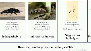 Rovarok, rend bogarak, család holyvafélék insect kis tarka partiholyva Gombaholyvaformák Stretch